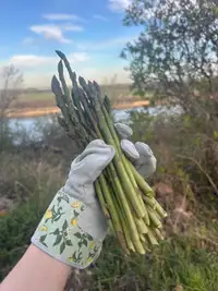 Farm fresh asparagus 