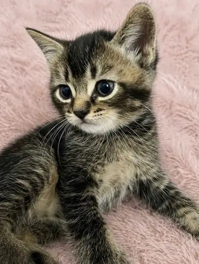 Half British short hair kitten (male), View more