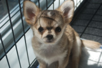 Chihuahua ckc prêts à l adoption négociable