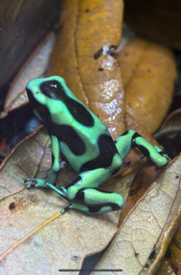 Costa Rican green and black Auratus dart frogs