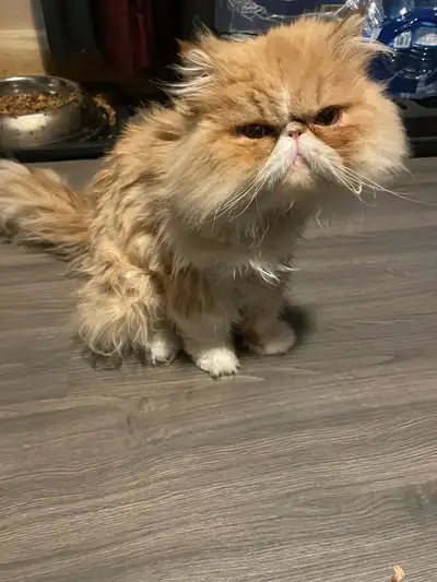 Purebread Persian Female, View more