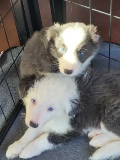 143 ads for collie in Dogs & Puppies for Rehoming in Canada