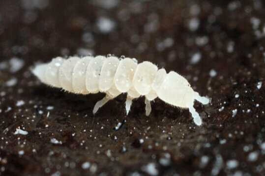 Tropical White and Orange Springtails  in Livestock in Calgary - Image 2