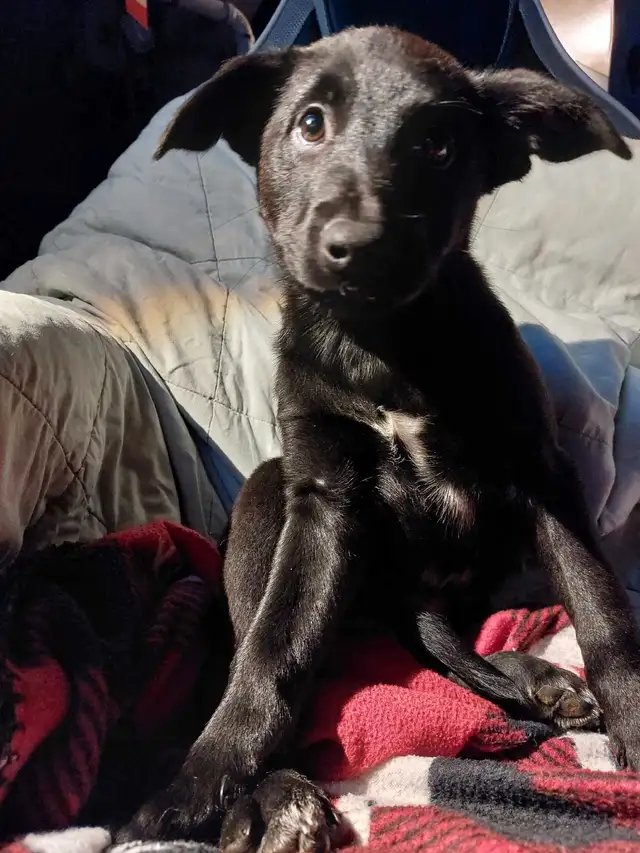 READY TO GO HOME!!! Urgently looking for forever homes! in Dogs & Puppies for Rehoming in Hamilton - Image 7