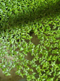 FREE duckweed come get it