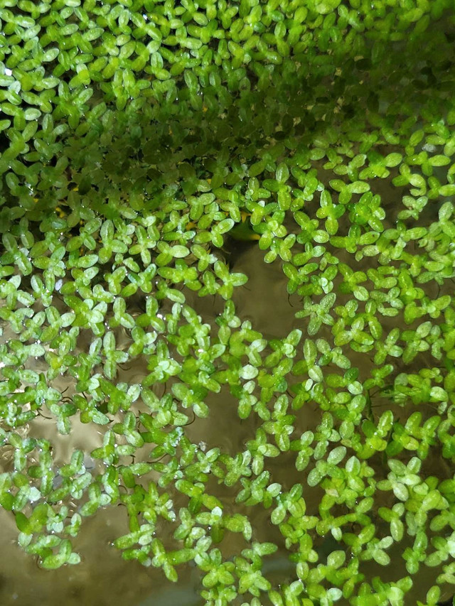 FREE duckweed come get it in Fish for Rehoming in Trenton