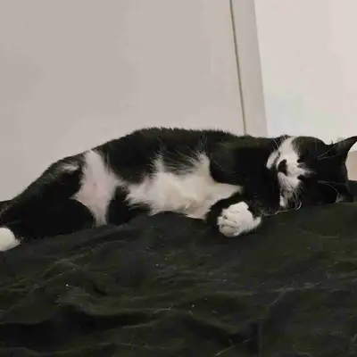 Chat Female 1 ans Sterilize, View more