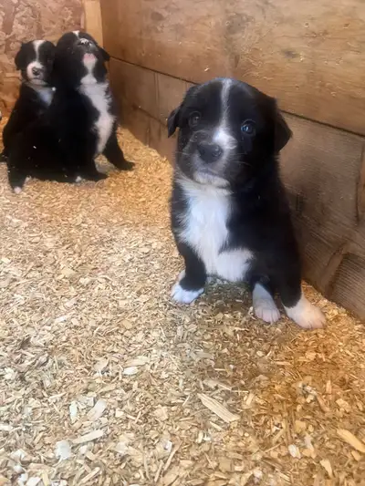 Adorable puppies, View more
