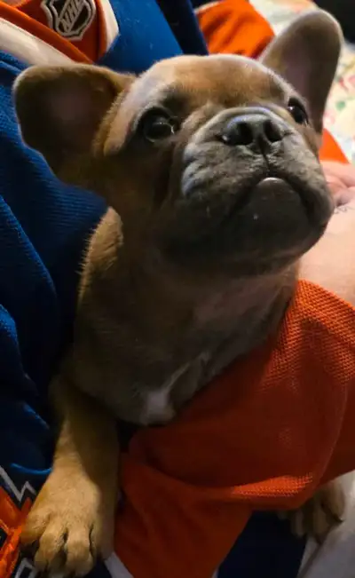 French bull dog, View more