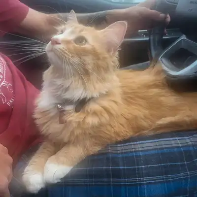 cats to a good home , View more
