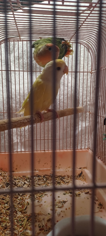 LOVEBIRDS in Birds for Rehoming in London - Image 2