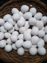 Bobwhite quails and hatching eggs