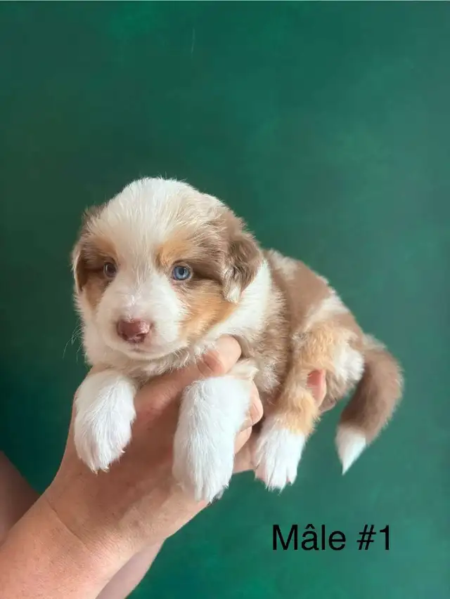 Superbe Portée de Chiots Berger Australien in Dogs & Puppies for Rehoming in Longueuil / South Shore - Image 6