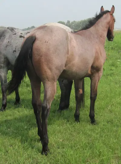 ROAN quarter horses For Sale, View more