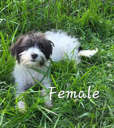 Morkie Puppy, View more