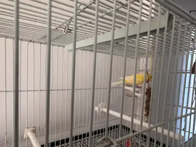 oiseau canary avec cage , View more