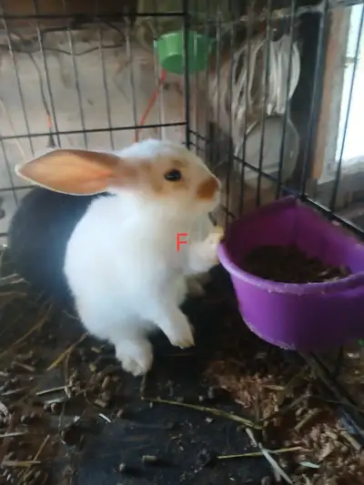 Dutch/Flemish Giant bunnies, View more
