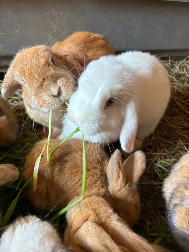 Holland Lop bunnies for Sale in Small Animals for Rehoming in Ottawa - Image 3