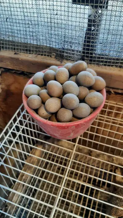 good quality of button quail eggs