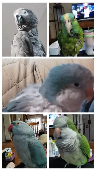 Bird Type Cost per day Small Birds: Green cheek conures, Cockatiels & similar $15/day or 15 cage 2 b...