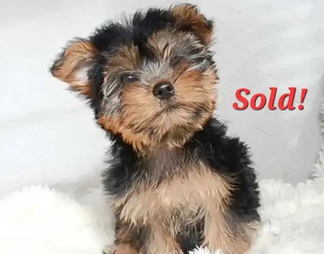 * All Sold! * Pure Yorkie Puppies Available! in Dogs & Puppies for Rehoming in St. Catharines - Image 2
