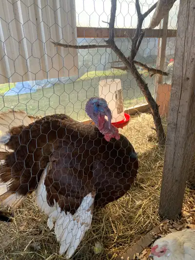 bonded pair of bourbon red turkeys , View more