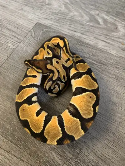 2025 Male Ball Pythons, View more
