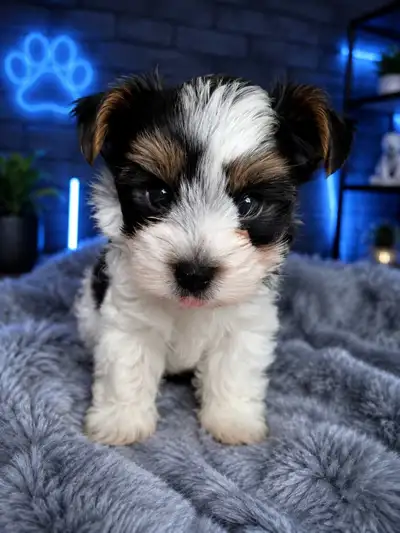 Purebred Biewer Terriers (Yorkie), View more