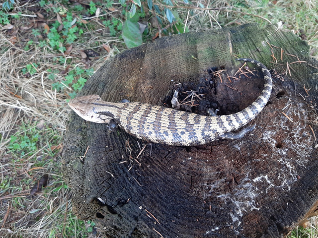 Merauke Blue Tongue Skinks  in Reptiles & Amphibians for Rehoming in Delta/Surrey/Langley - Image 2