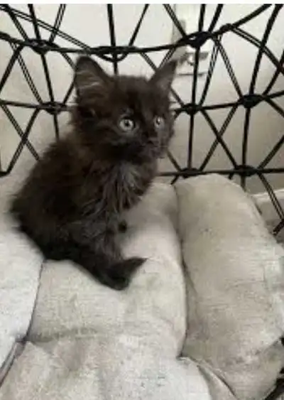 I have beautiful baby kittens!!, View more