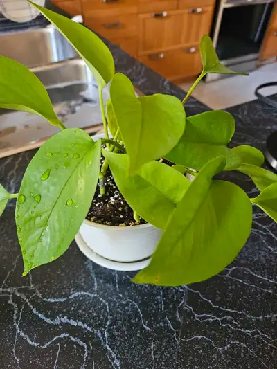 Neon Pothos, View more