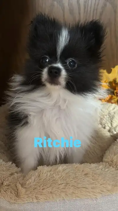 Pomeranian, View more