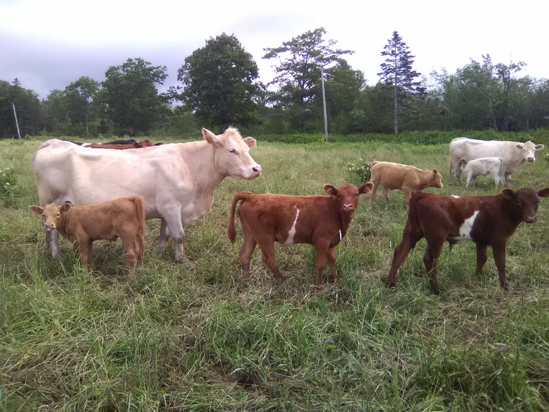 Beef calves for sale Livestock Annapolis Valley Kijiji