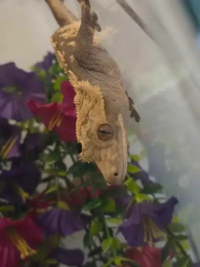 RTB Male Crested Gecko, View more
