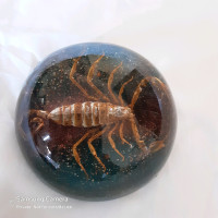 Vintage XL 3.25 inch acrylic real scorpion domed paperweight 