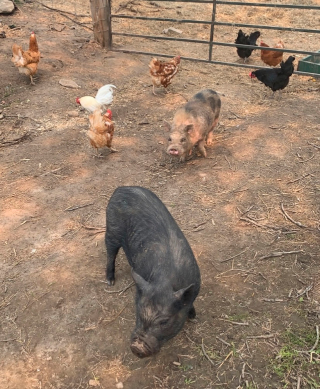 Male Pot Belly Pig in Livestock in Renfrew