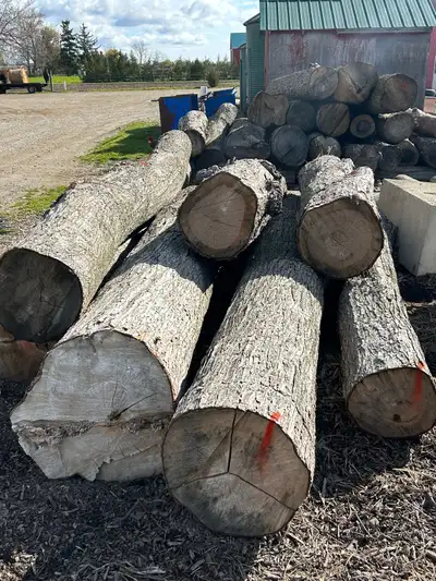These logs are all between 10-13 feet long and 18+ inches diameter. A mix of hard maple, hickory, bl...