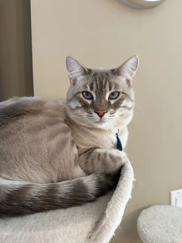 bengal Kittens  in Cats & Kittens for Rehoming in Calgary - Image 8