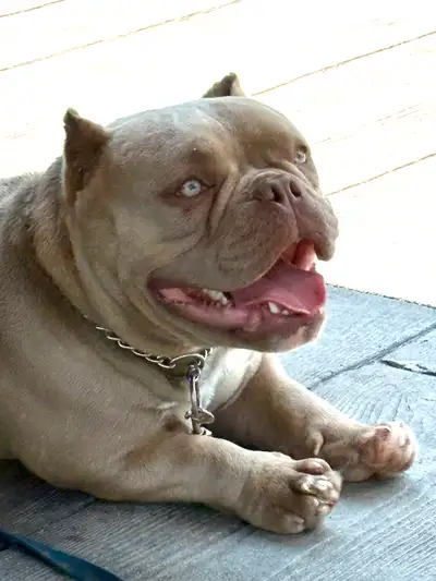 micro bulldog, View more
