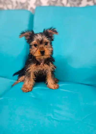 SHORKIE puppies (Shihtzu X Yorkie), View more