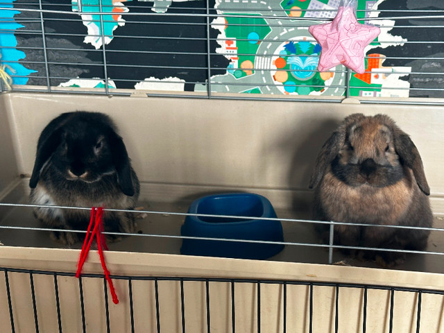 2 holland lops bunnies both male$80 each $100 for the cage in Small Animals for Rehoming in Edmonton - Image 2