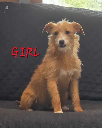 IF YOU SEE AD AND PICTURES THEY ARE AVAILABLE Terrier / poodle mix puppies Mom is 25 pounds Dad is 1...