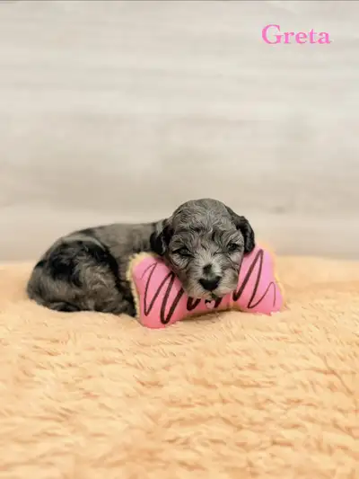 Adorable Rare Merle Toy/Mini Poodle Puppies, View more