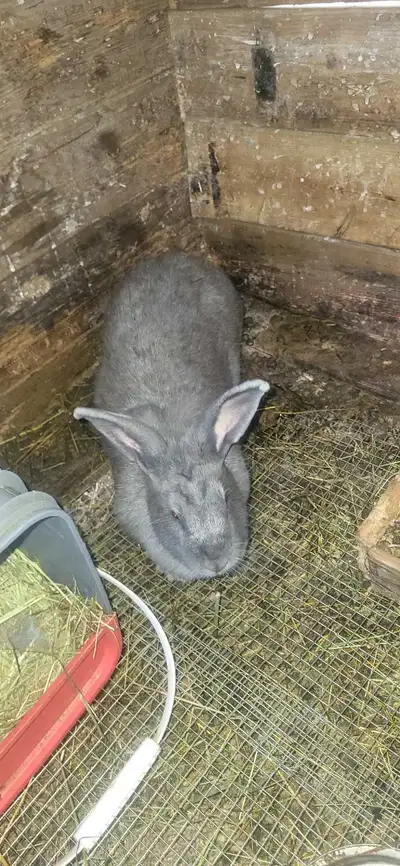 American Blue Rabbit *Doe* , View more