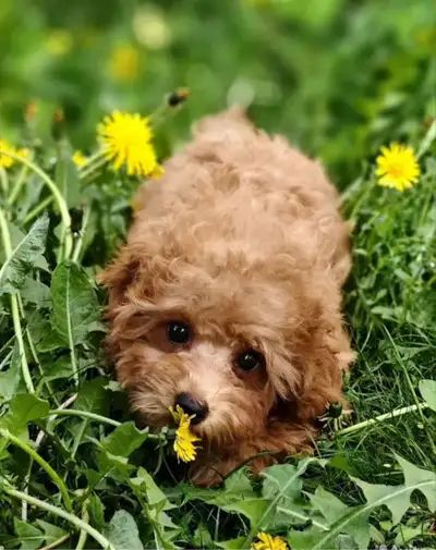 6 month old puppy in Dogs & Puppies for Rehoming in Ontario