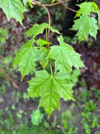 Maple Trees for sale