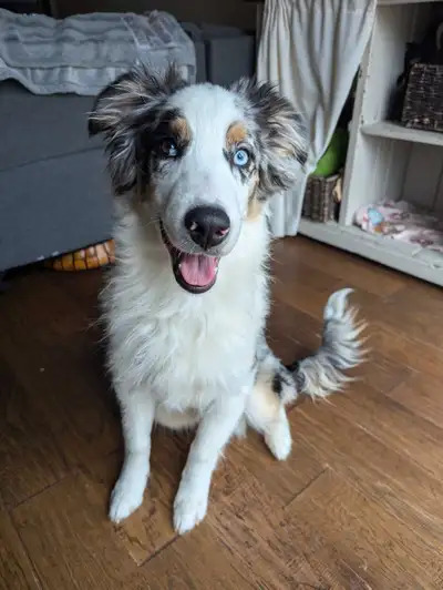 Rehoming Our Beloved Australian Shepherd – “Oliver” About Oliver: Born; October 14 2024 ( Thanksgivi...