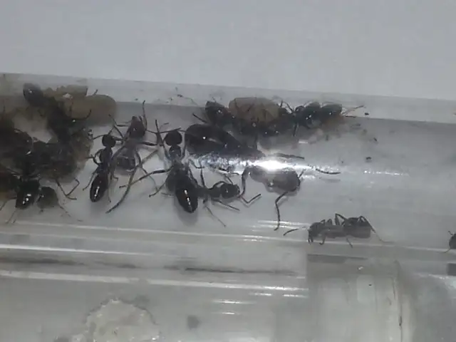 Ant Farm, Pet Ants with Queens in Test Tube setups in Other Pets for Rehoming in Edmonton - Image 8