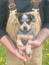 Australian cattle dog pups