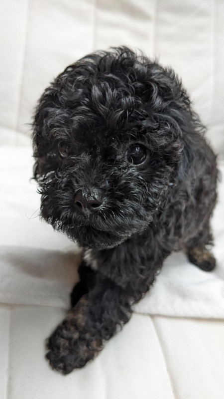 Lower price! Tiny 1 and 2 pound Toy poodle babies, ready dans Chiens et chiots à adopter  à Ottawa - Image 4